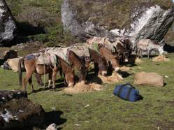 Our horses tuck into breakfast at Rodophu camp. Inset: aftermath of night grazing and leeches, Gasa.